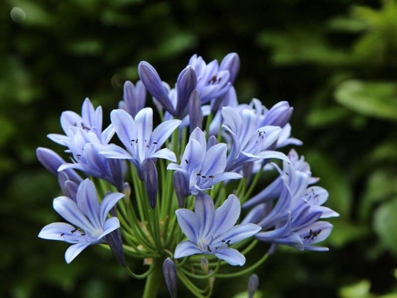 african lily