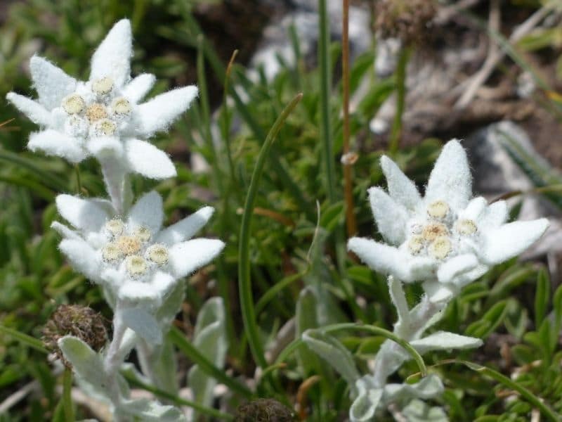 alpine edelweiss flower