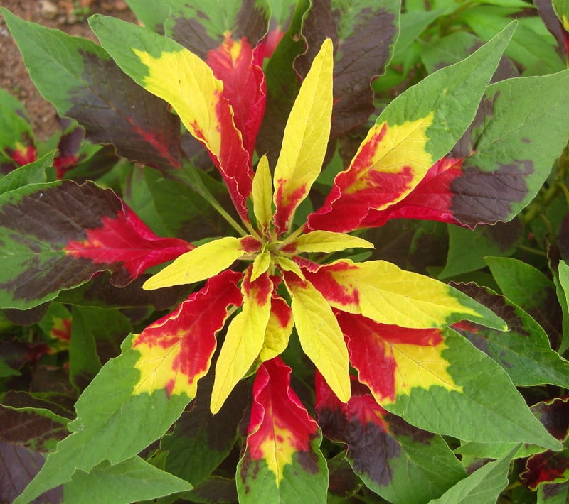 amaranthus tricolor