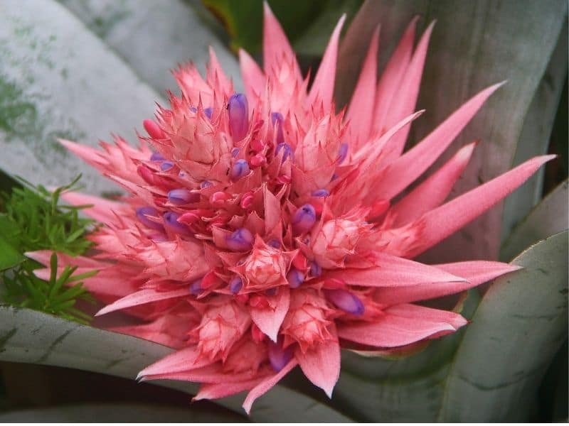 bromeliad with flower