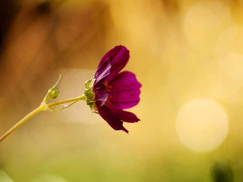 burgundy cosmos flower