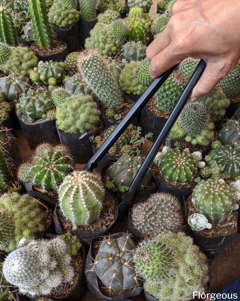 The Best Cactus Succulent Soil for Maximum Growth (+Recipe ...