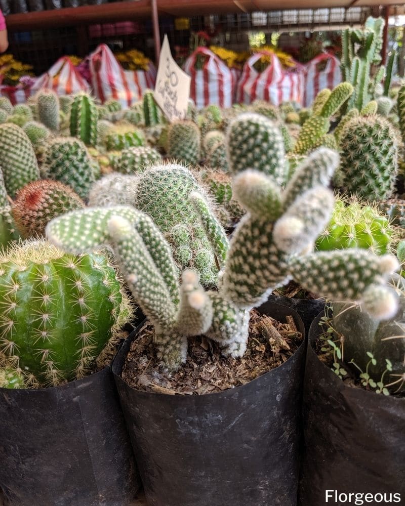 The Best Cactus Succulent Soil For Maximum Growth Recipe Florgeous