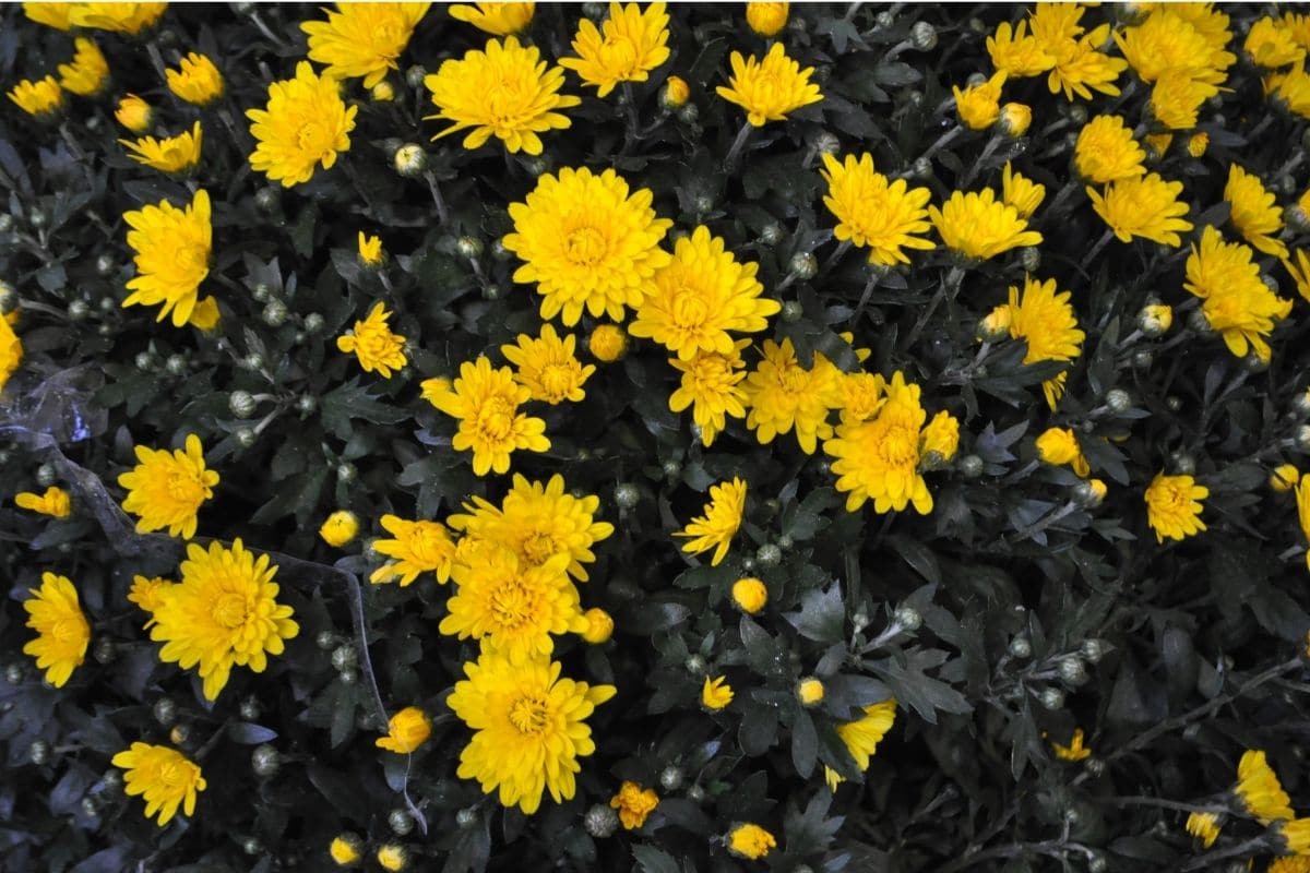 Chrysanthemum Flower Types, How To Grow and Care