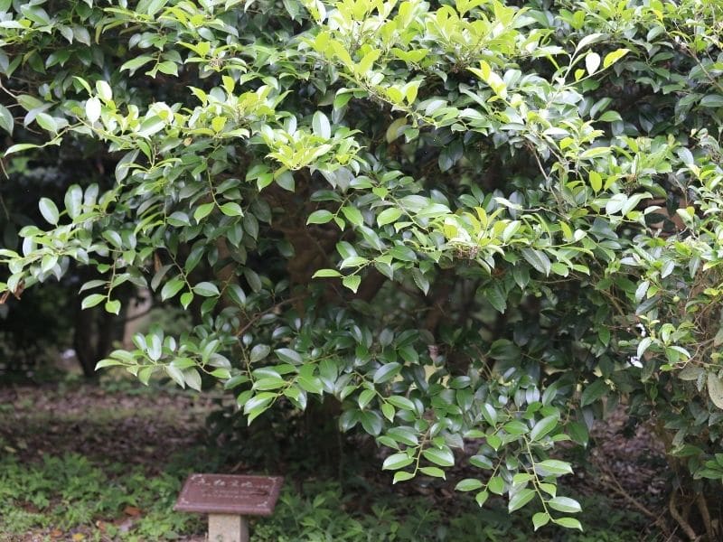 cleyera shrub