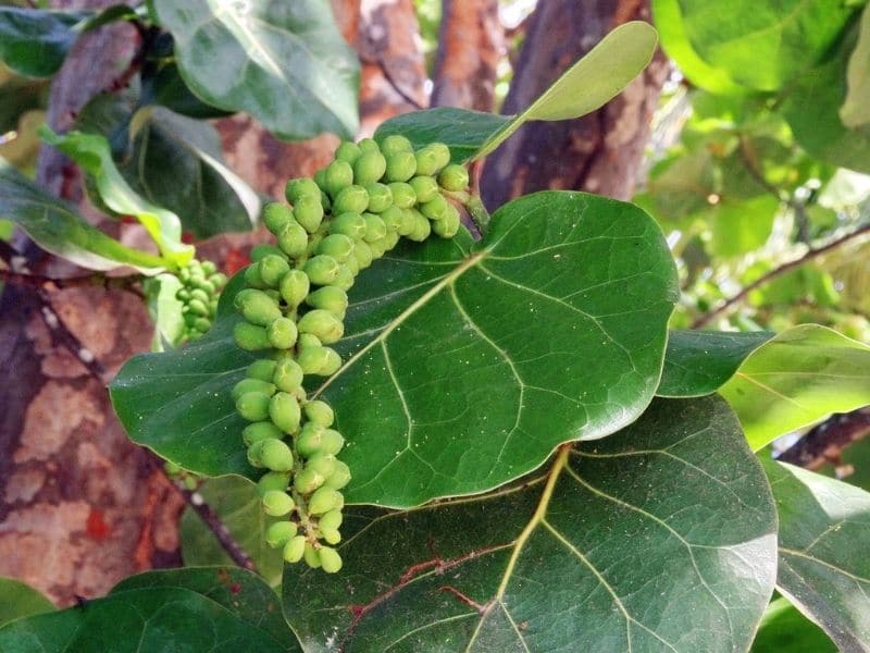 Coccoloba uvifera