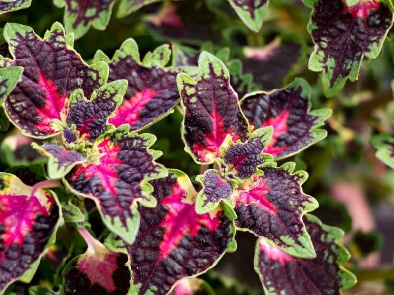 coleus plant