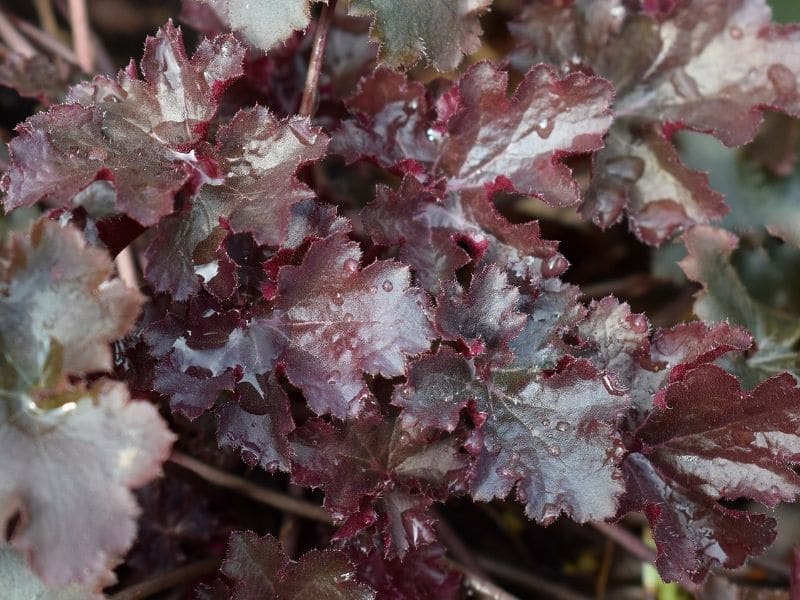 coral bells