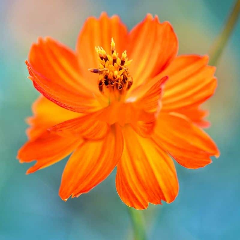 cosmic orange cosmos