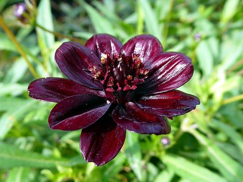 cosmos atrosanguineus