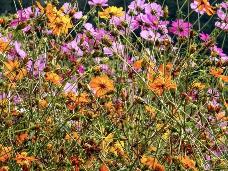 cosmos flowers in pink and orange