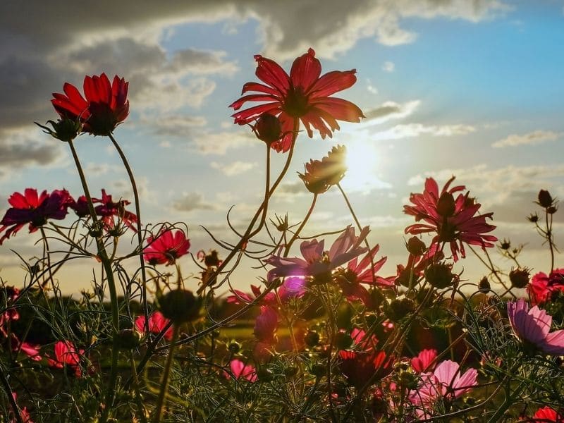 cosmos flowers in the evening sun