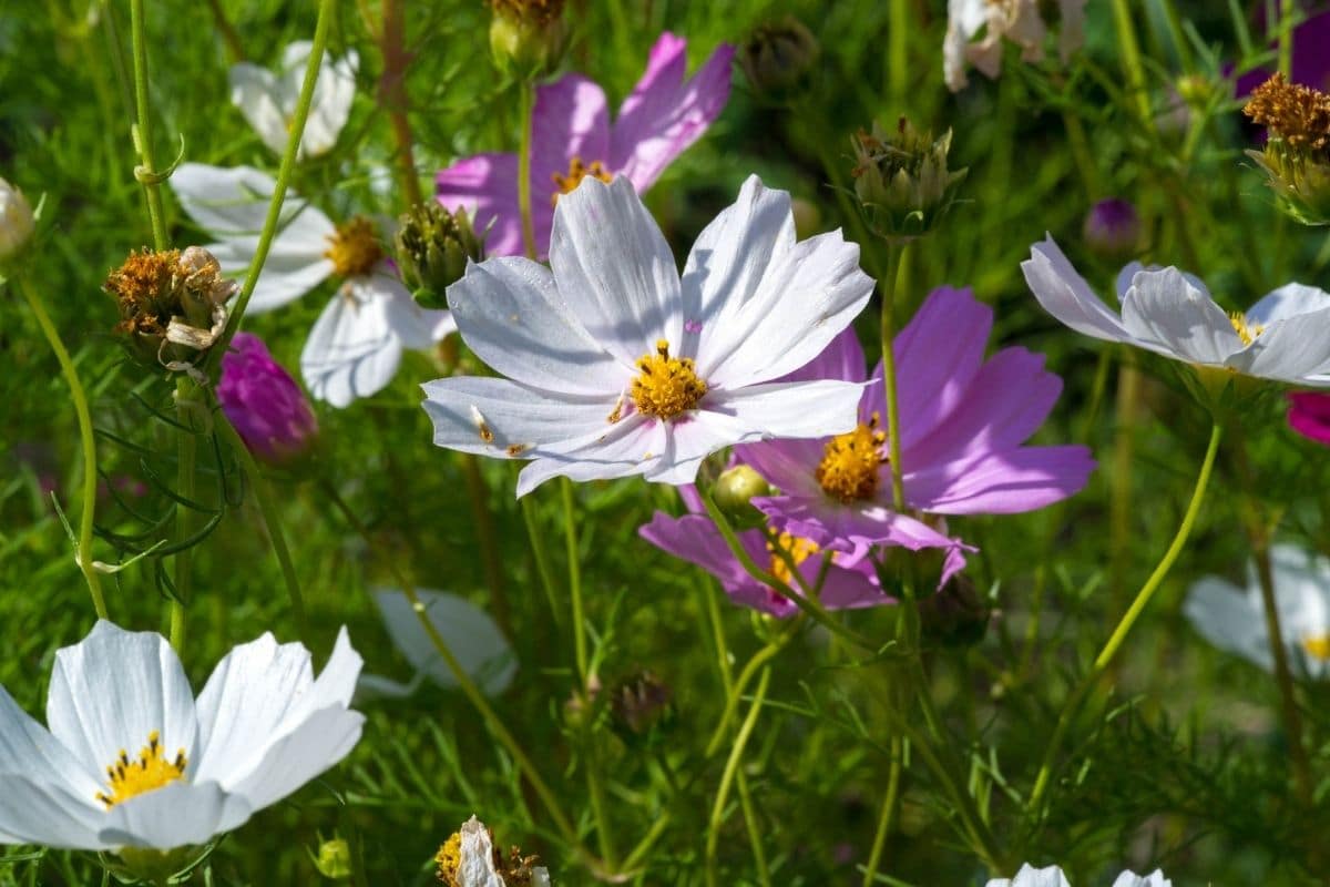 Cosmos Flower Types How To Grow And Care Florgeous