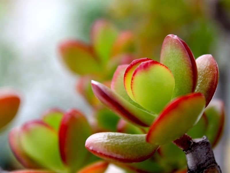 crassula plant