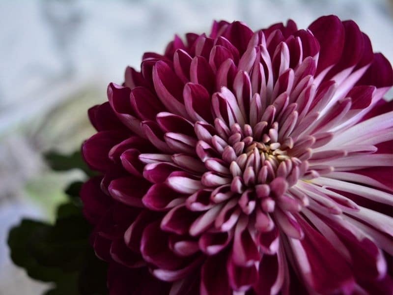 dark pink chrysanthemum