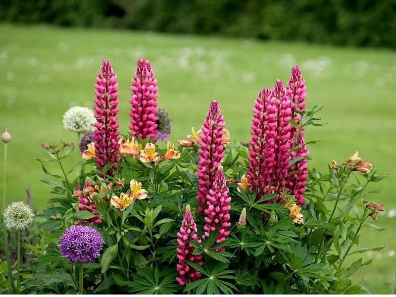 dark pink lupines