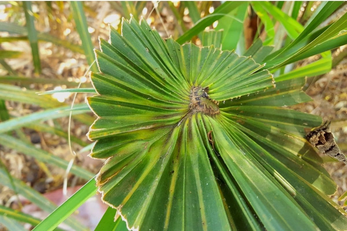 Dwarf Palmetto (Sabal minor) Plant How to Grow and Care