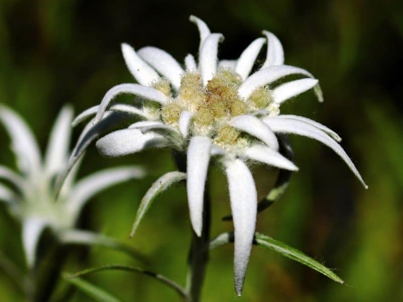 edelweiss flower close up