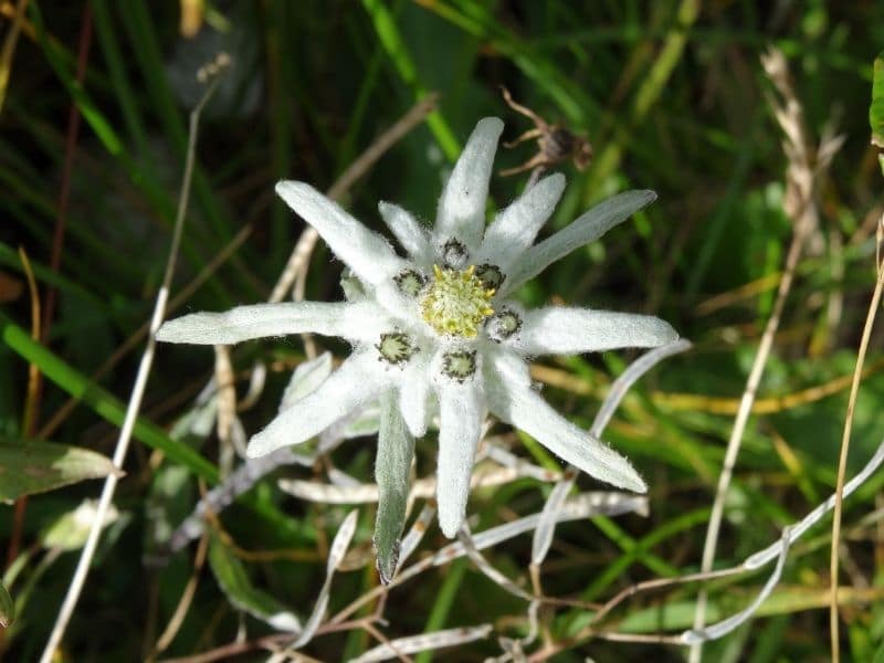 edelweiss flower in the wild