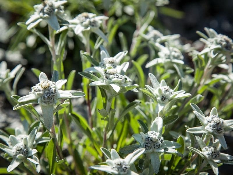 edelweiss flowers during summer