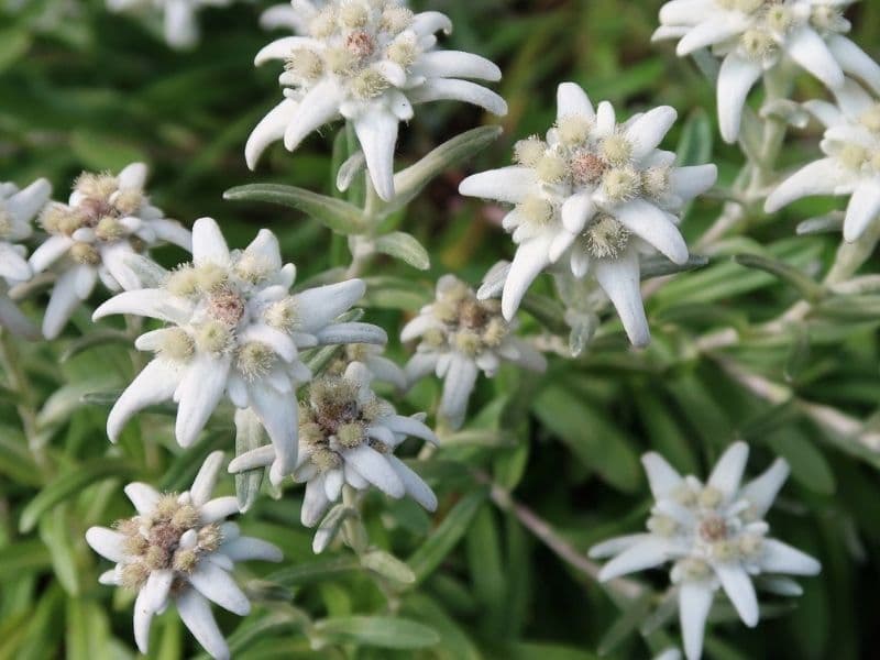 edelweiss flowers