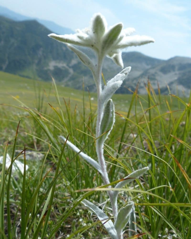 edelweiss in the meadow