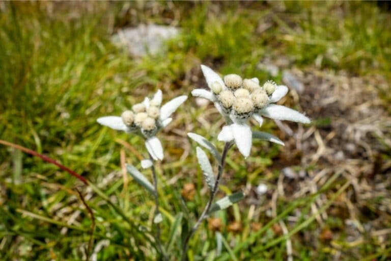 How to Plant, Grow and Care for Edelweiss Flower Successfully | Florgeous