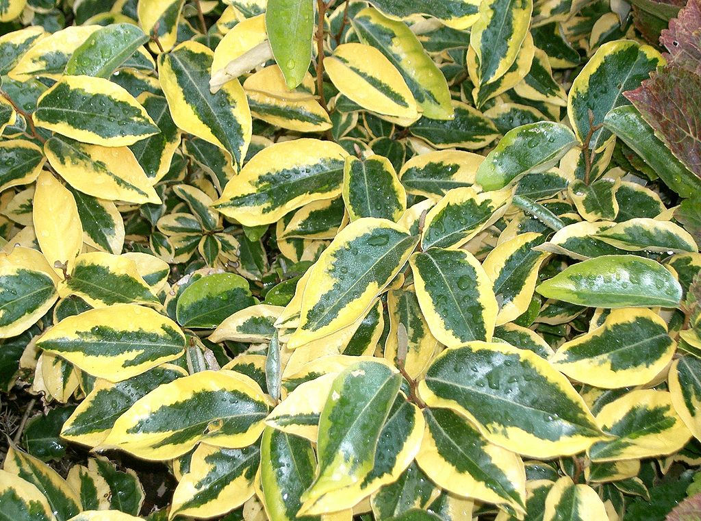 Elaeagnus ebbingei