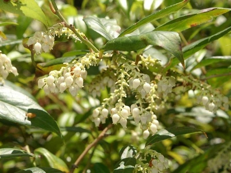 fetterbush flower