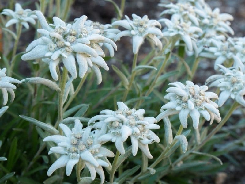 field of edelweiss