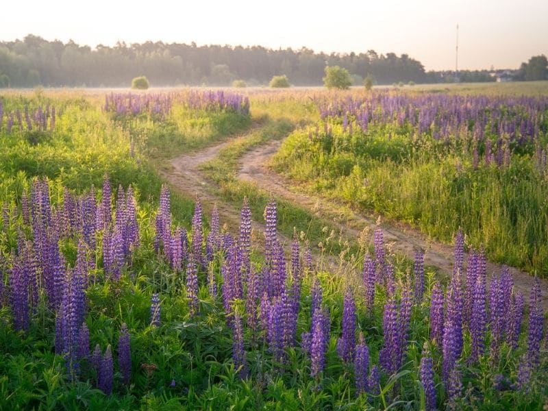 field of lupine flower along the road