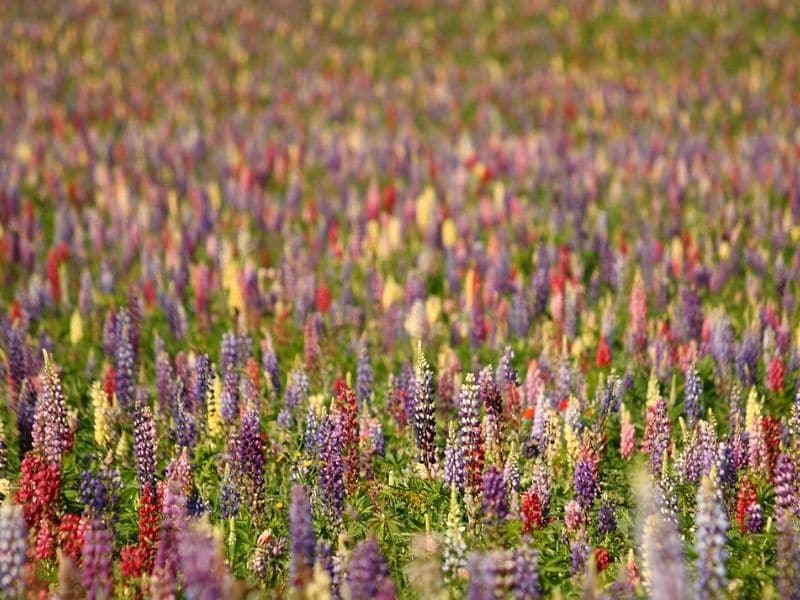 field of lupine flowers