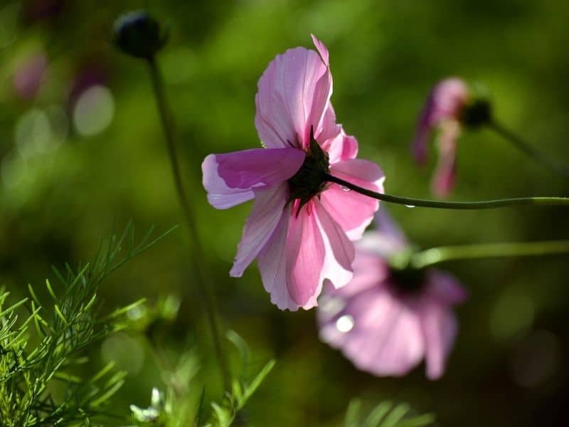 fizzy pink cosmos