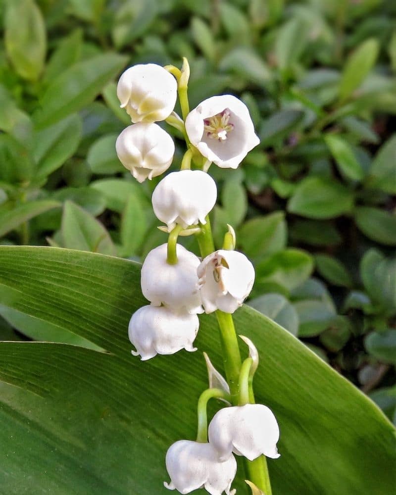 Giant Lily of the Valley