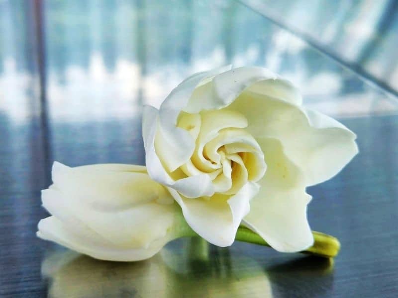 gardenia bud and full bloom flower