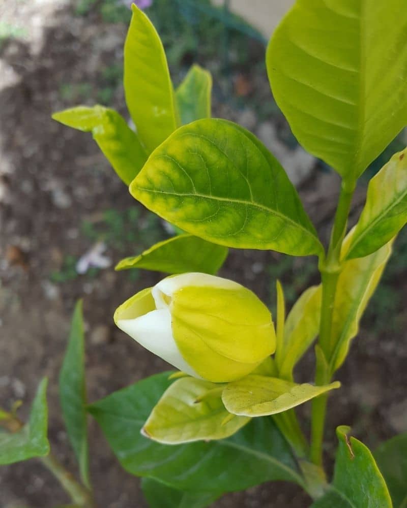 gardenia bud