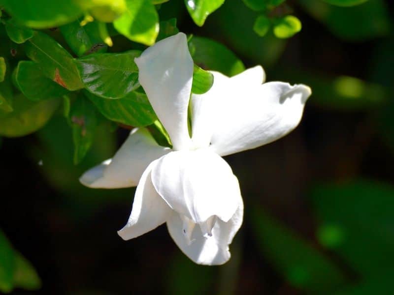 gardenia flower in bloom