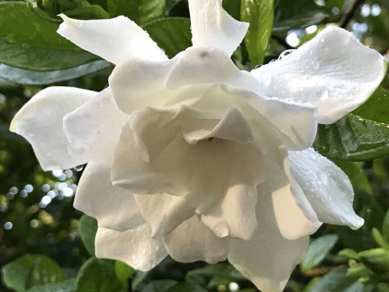 Gardenia Flower Types, How To Grow and Care