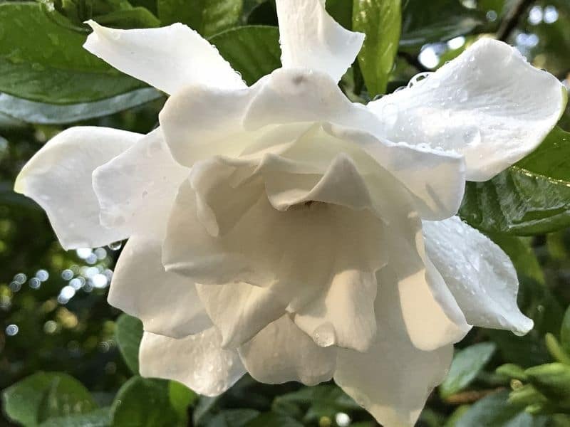 gardenia flower in full bloom