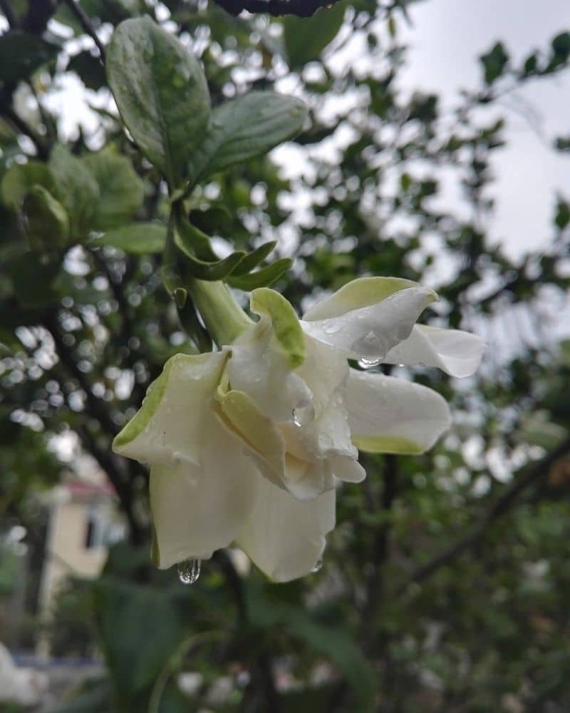 gardenia flower with dewdrops