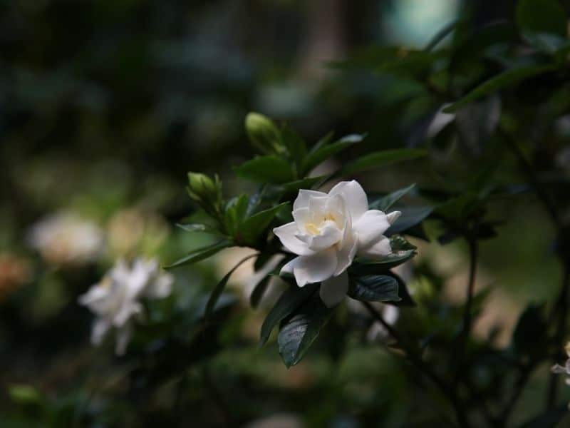 gardenia flower