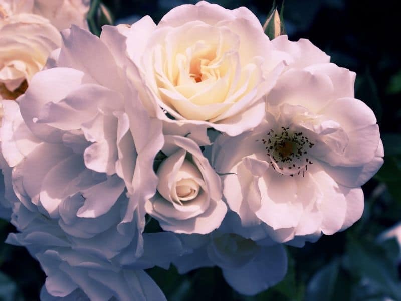 gardenia flowers in bloom