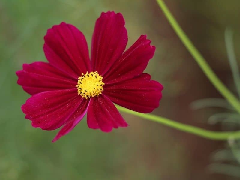 Cosmos Flower Meaning and Amazing Symbolism by Color