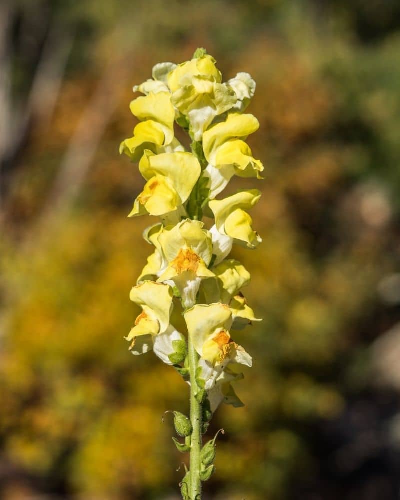 golden lupine