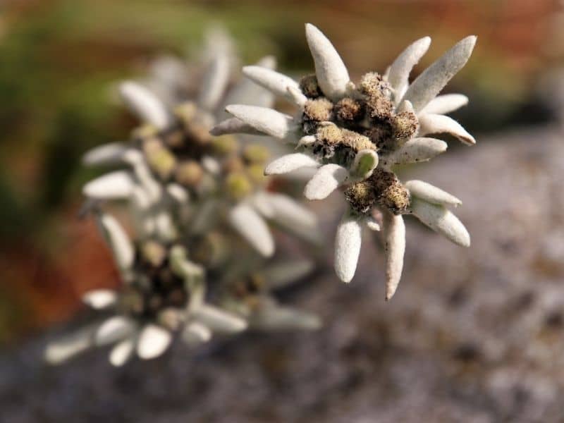 gray edelweiss