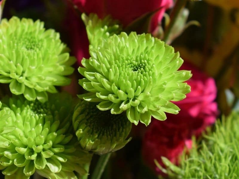 green chrysanthemum