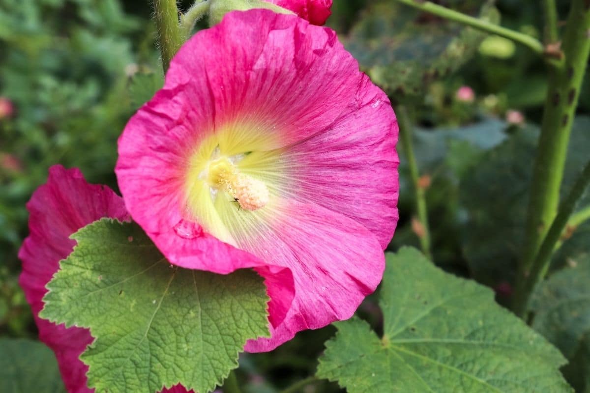 Amazing Meaning And Symbolism Of Hollyhock Flower And Color Florgeous