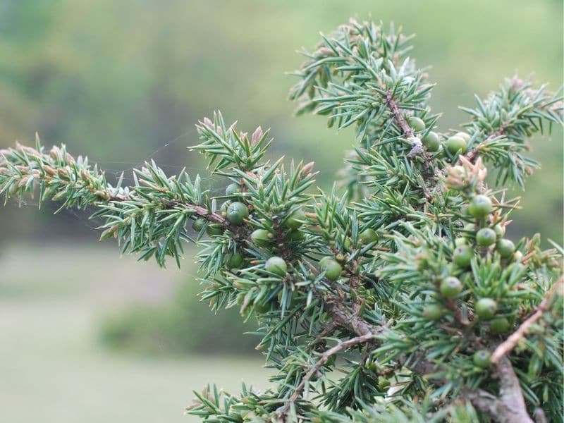 juniper shrub