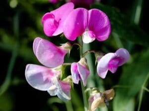 Sweet Pea Flowers (Lathyrus odoratus): Types, How to Grow, and Care ...