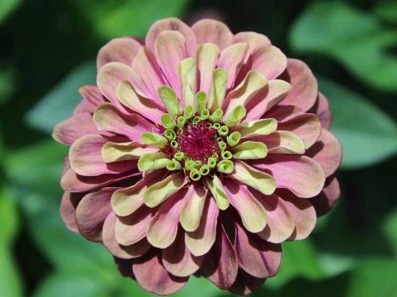 light pink chrysanthemum with green center